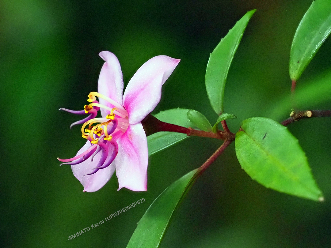 コバノミヤマノボタン