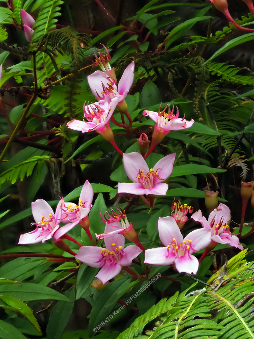 コバノミヤマノボタン