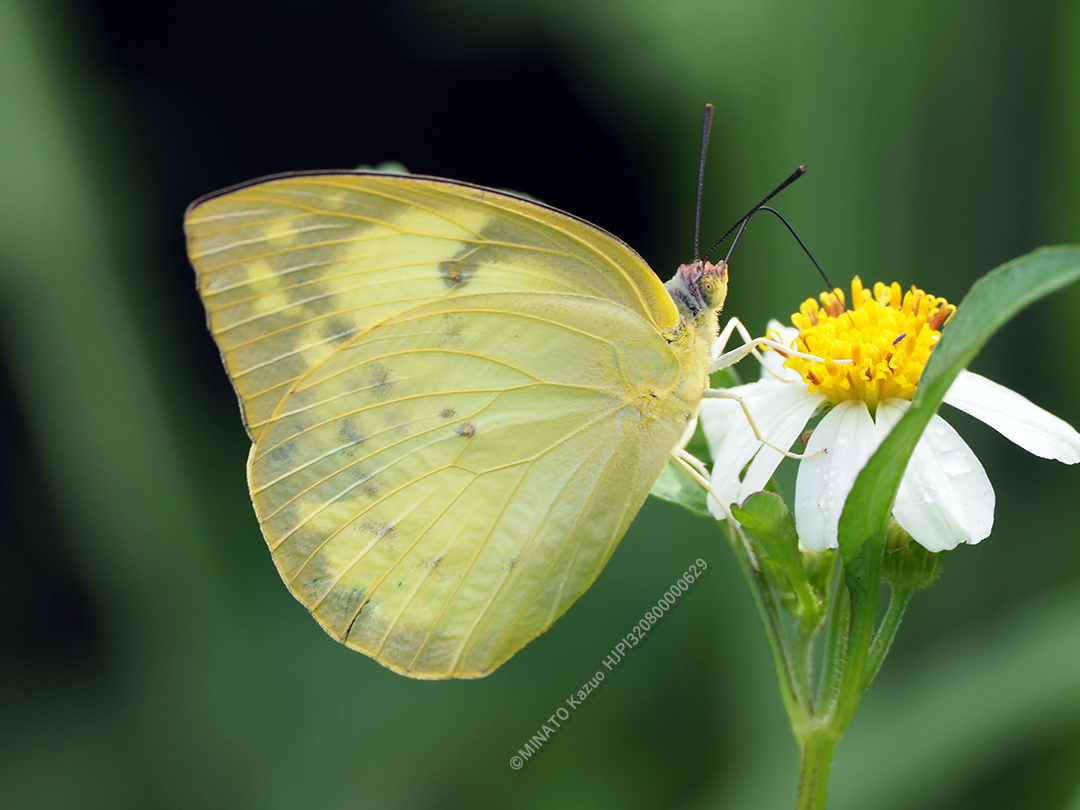 ウスキシロチョウ