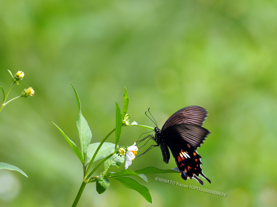 シロオビアゲハ