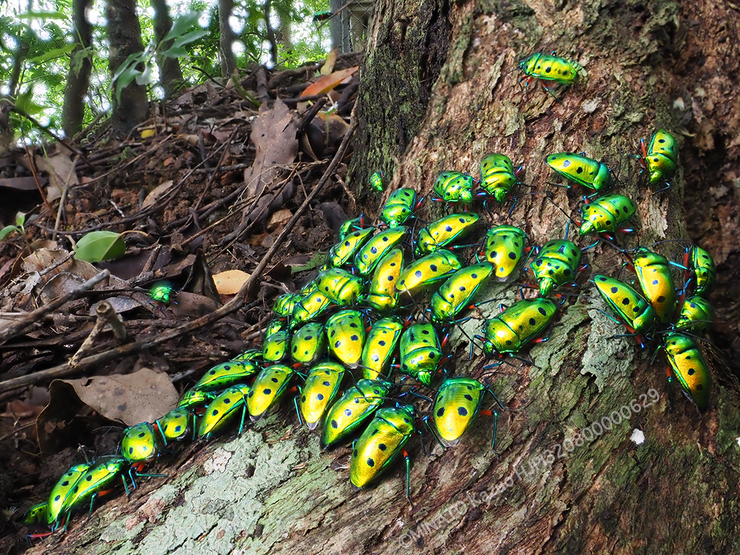 ナナホシキンカメムシ（深度合成撮影）