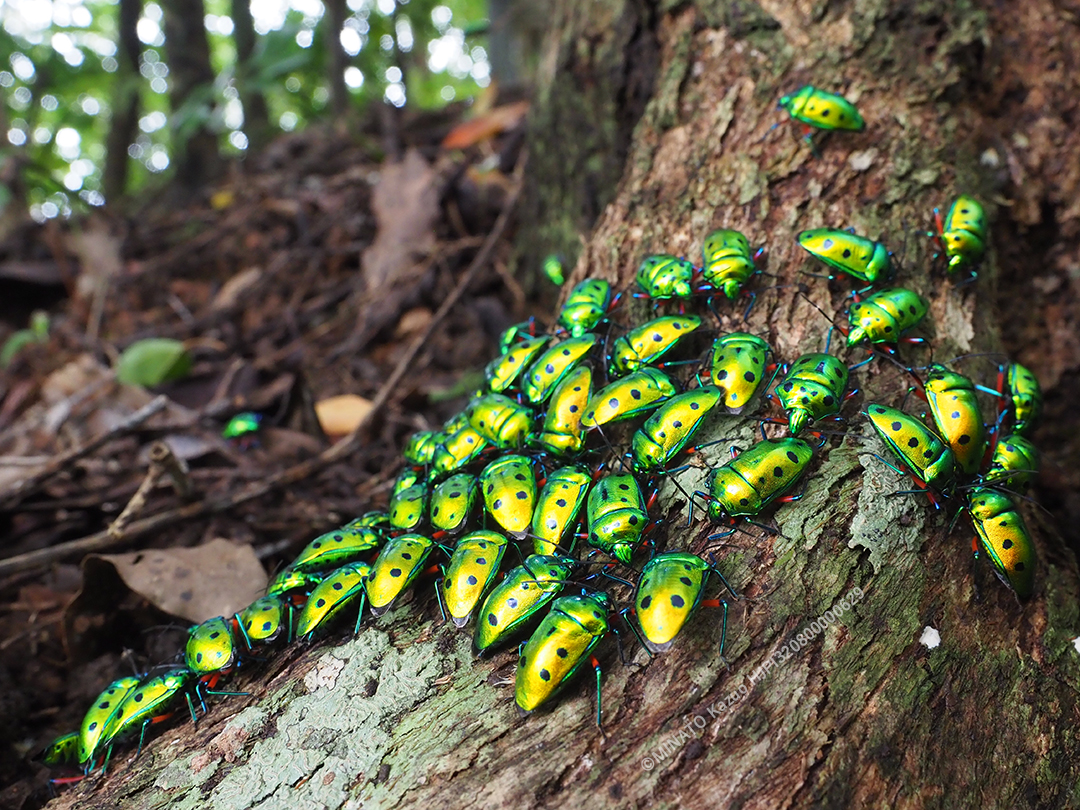 ナナホシキンカメムシ（通常撮影）