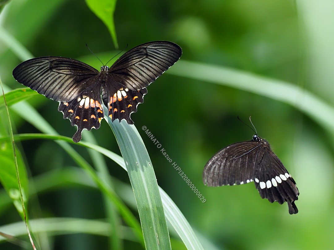 シロオビアゲハ求愛