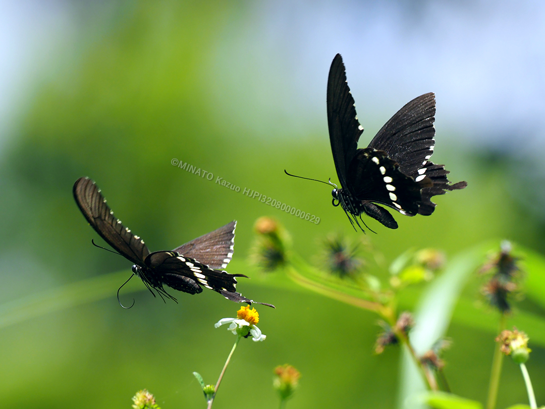シロアビアゲハ求愛