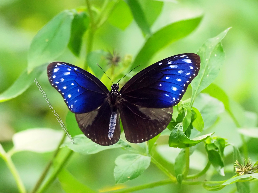 ツマムラサキマダラ雄
