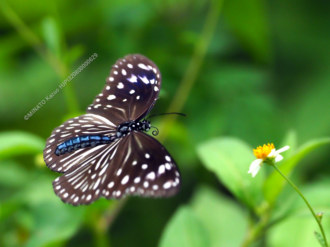 ツマムラサキマダラ雌
