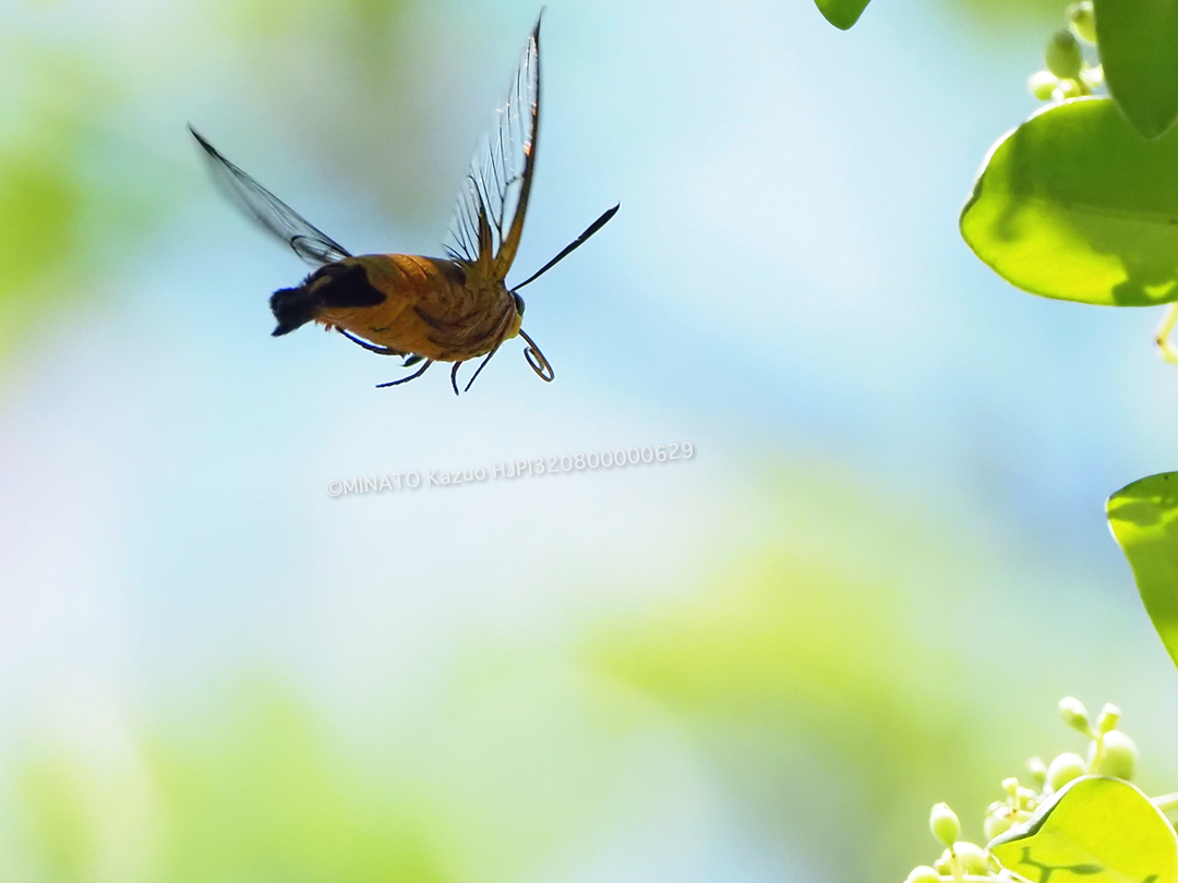 リュウキュウオオスカシバ