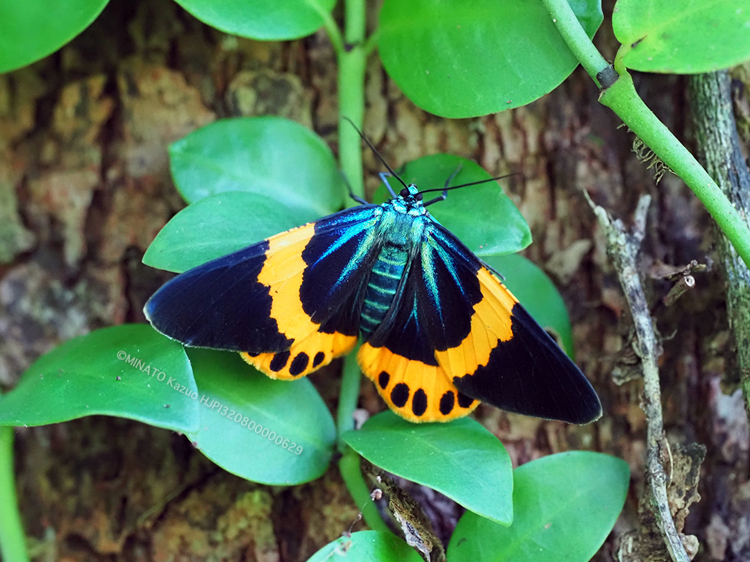 キオビエダシャク