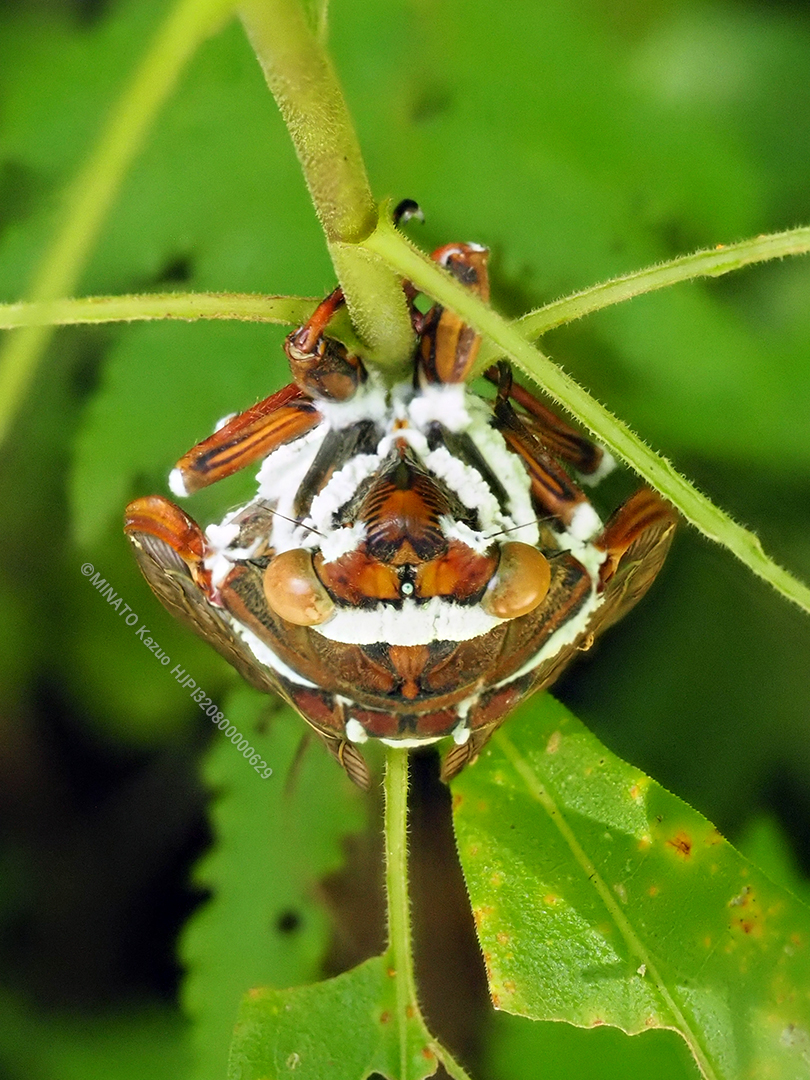 リュウキュウアブラゼミ