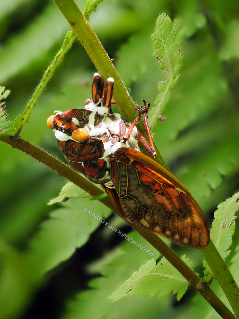 リュウキュウアブラゼミ