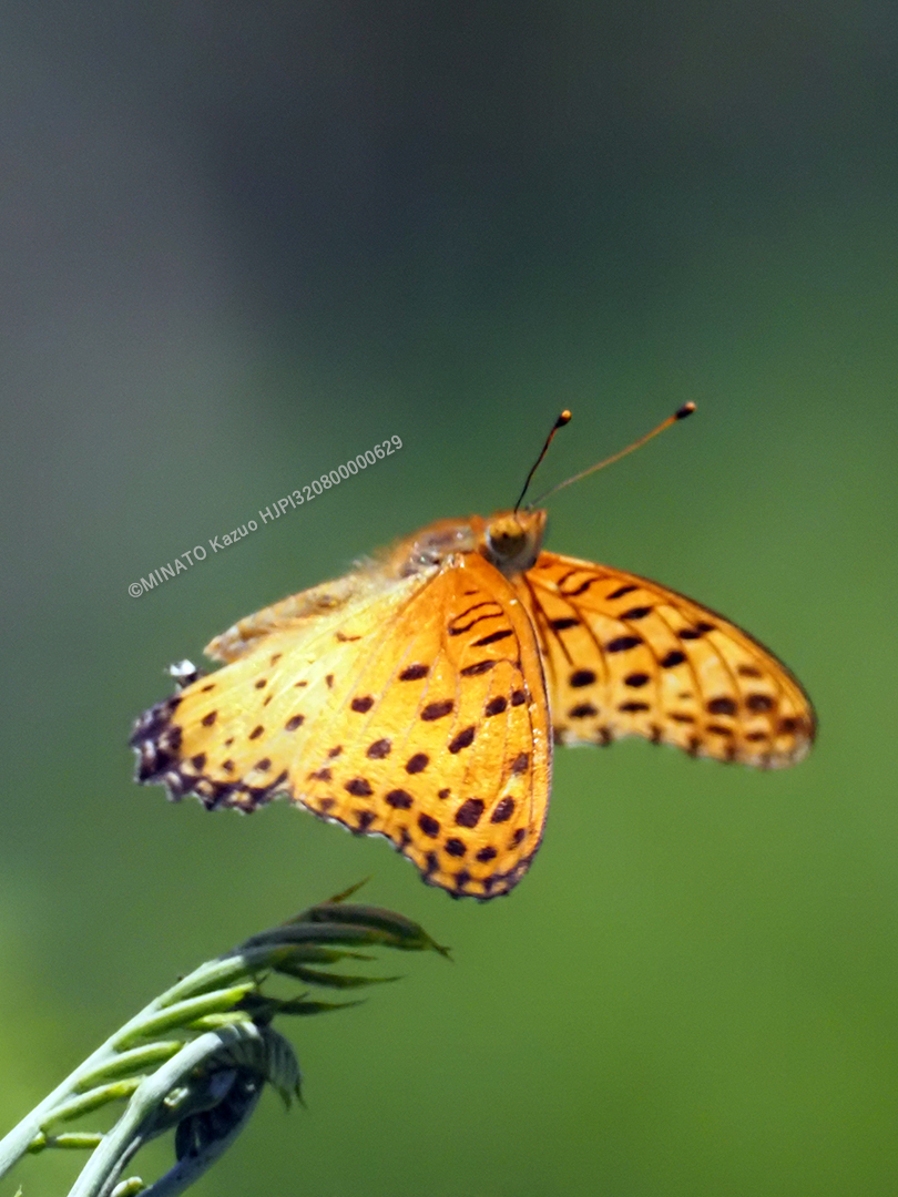 ツマグロヒョウモン雄