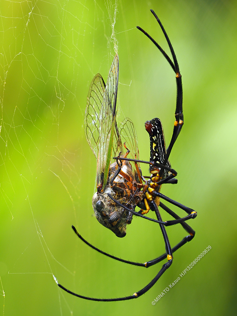 オオジョロウグモ