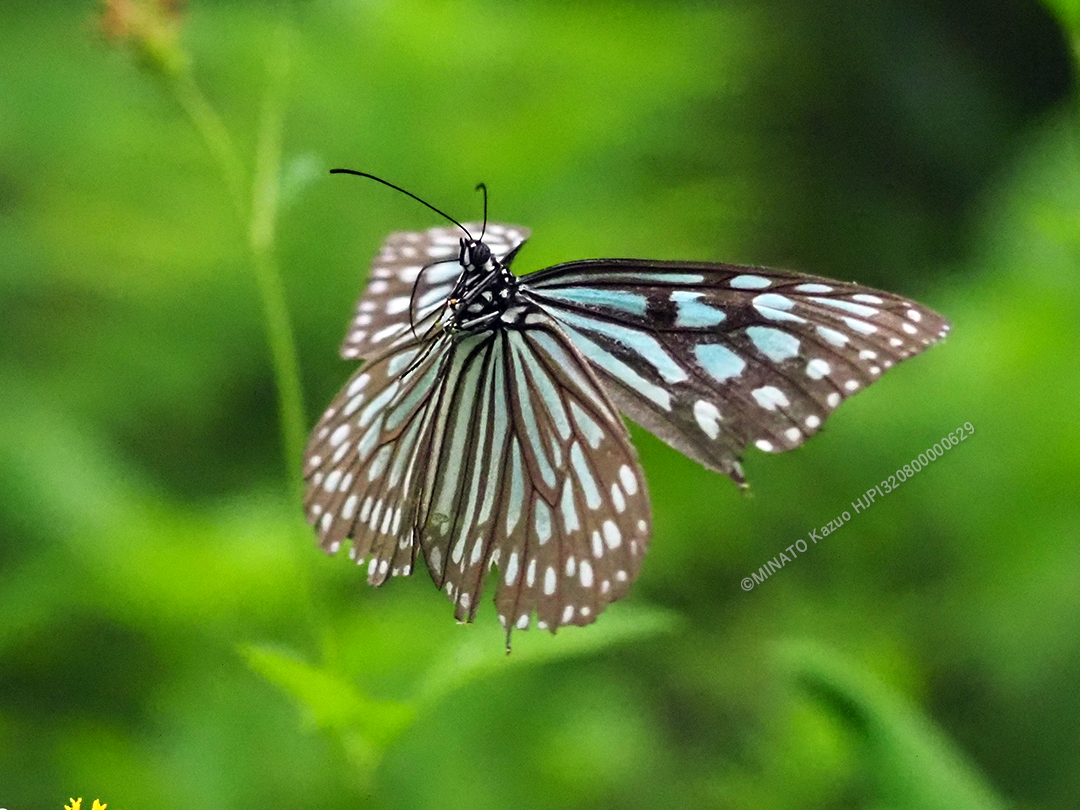 リュウキュウアサギマダラ
