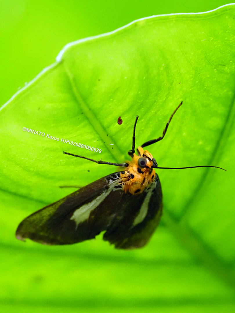 シロスジヒトリモドキ