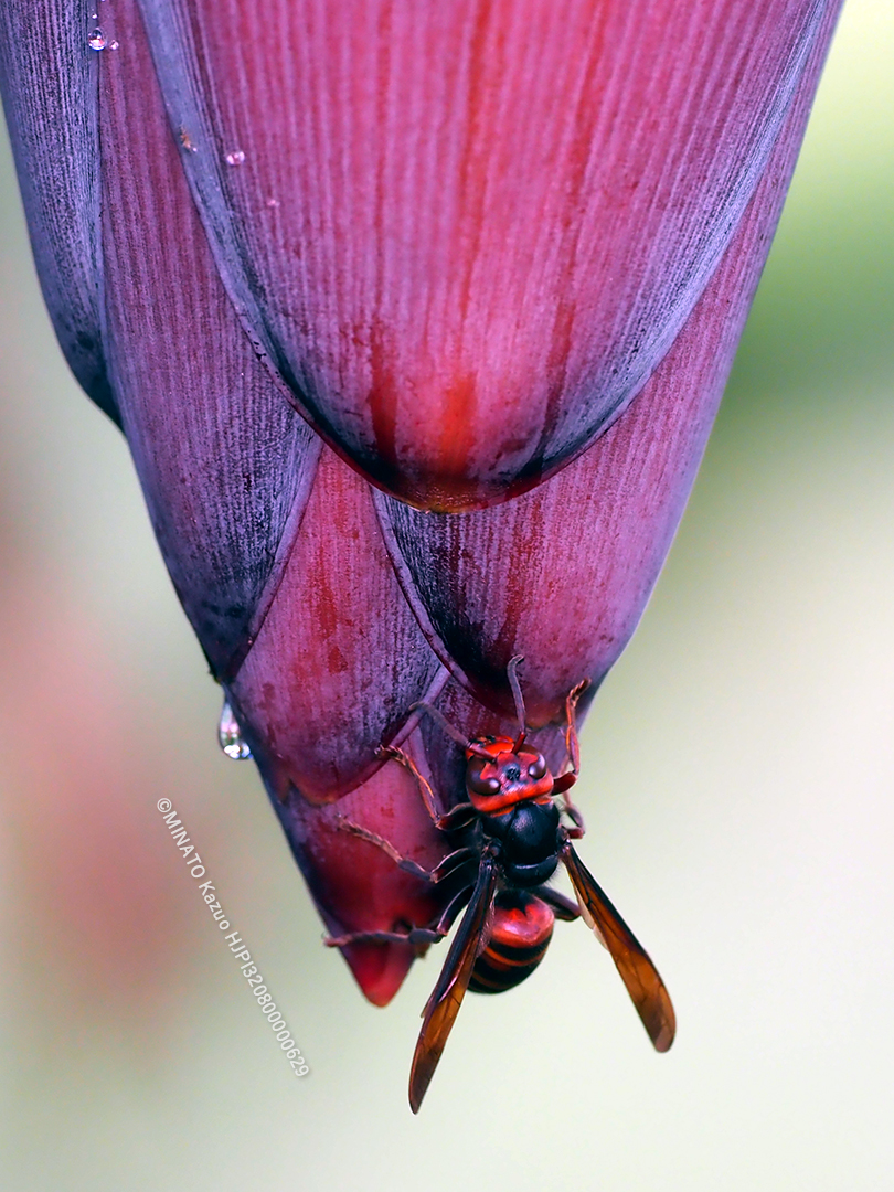 コガタスズメバチ