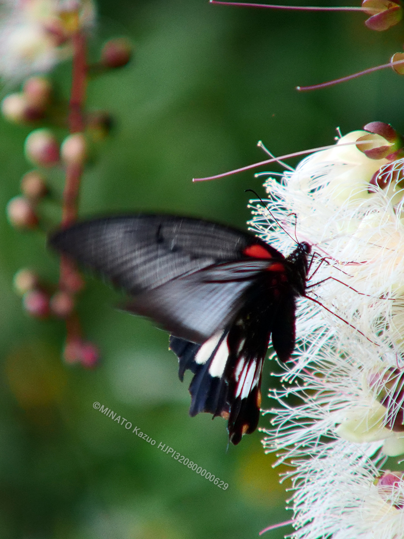 ナガサキアゲハ雌
