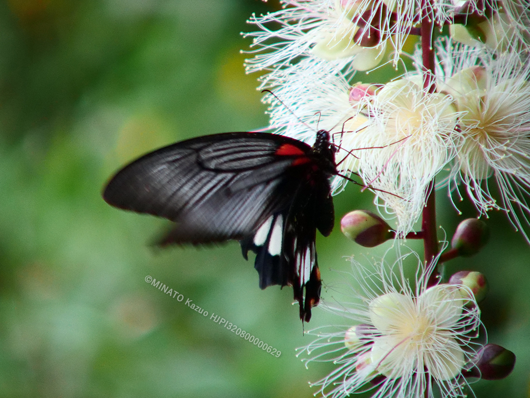 ナガサキアゲハ雌