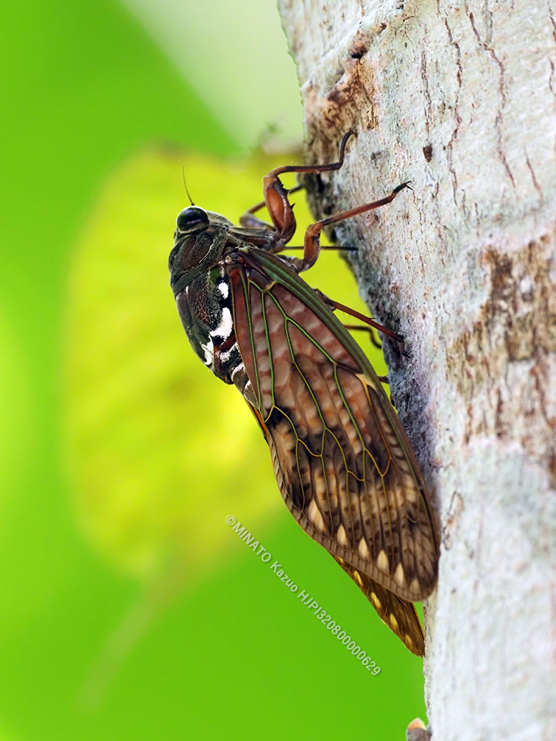 リュウキュウアブラゼミ