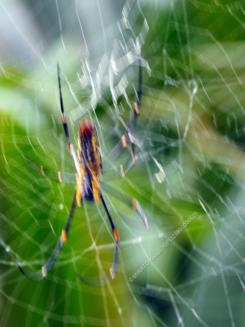 オオジョロウグモ