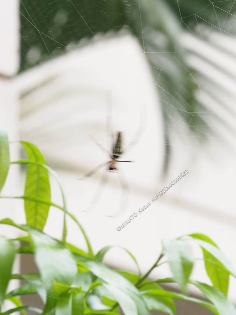 オオジョロウグモ