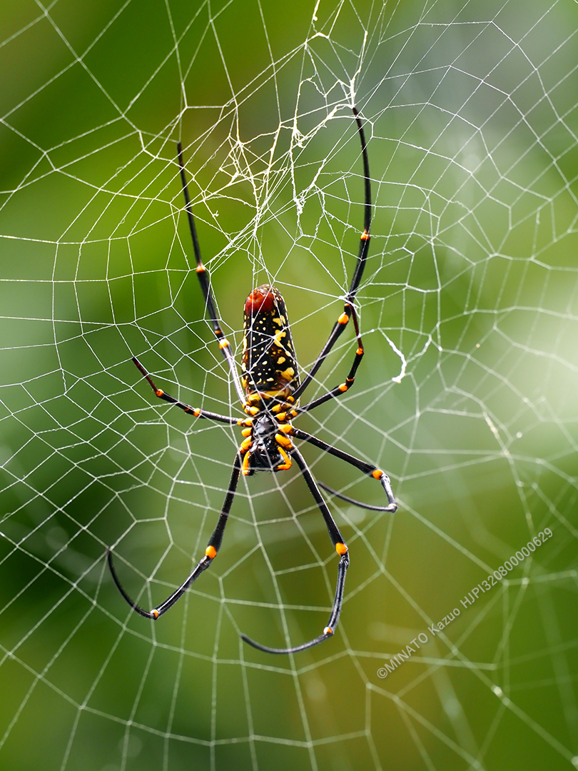 オオジョロウグモ