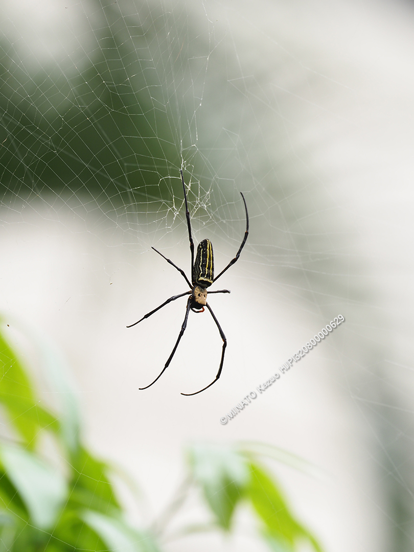 オオジョロウグモ