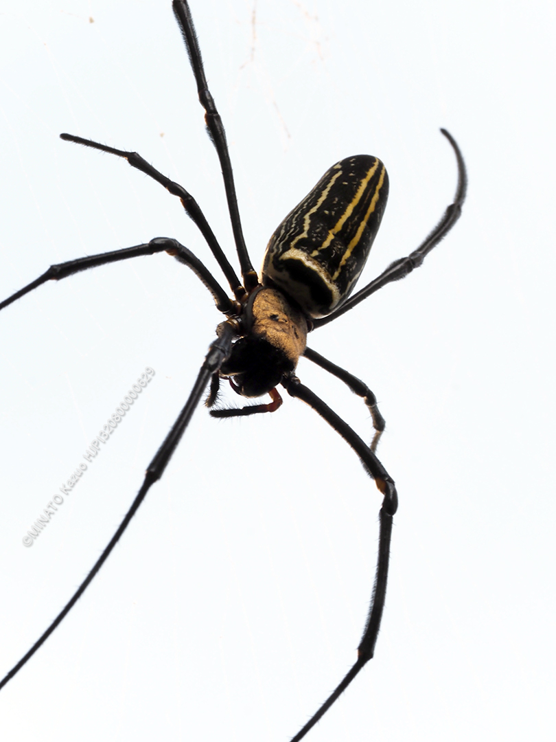 オオジョロウグモ