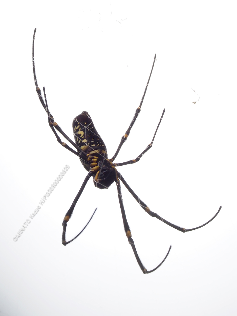 オオジョロウグモ