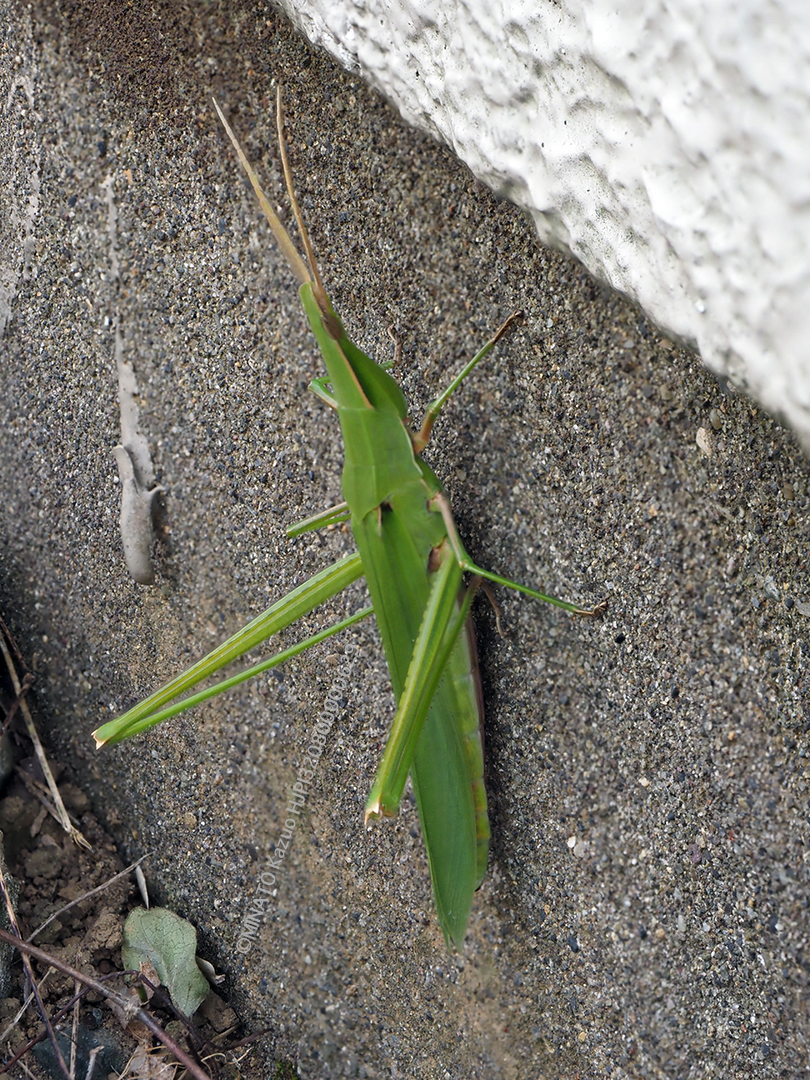 ショウリョウバッタ雌