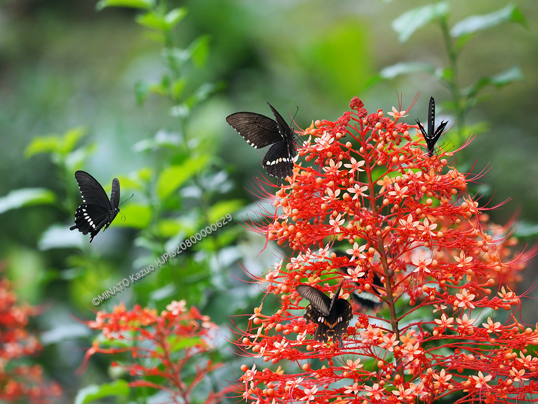 シロオビアゲハ