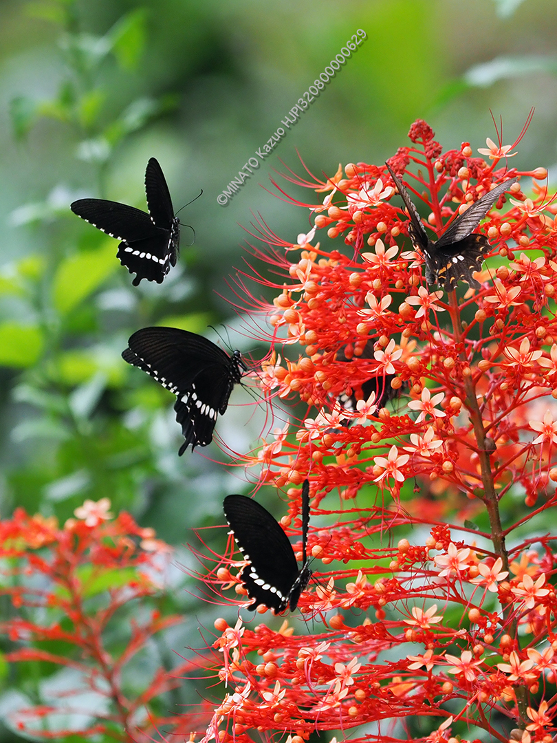 シロオビアゲハ