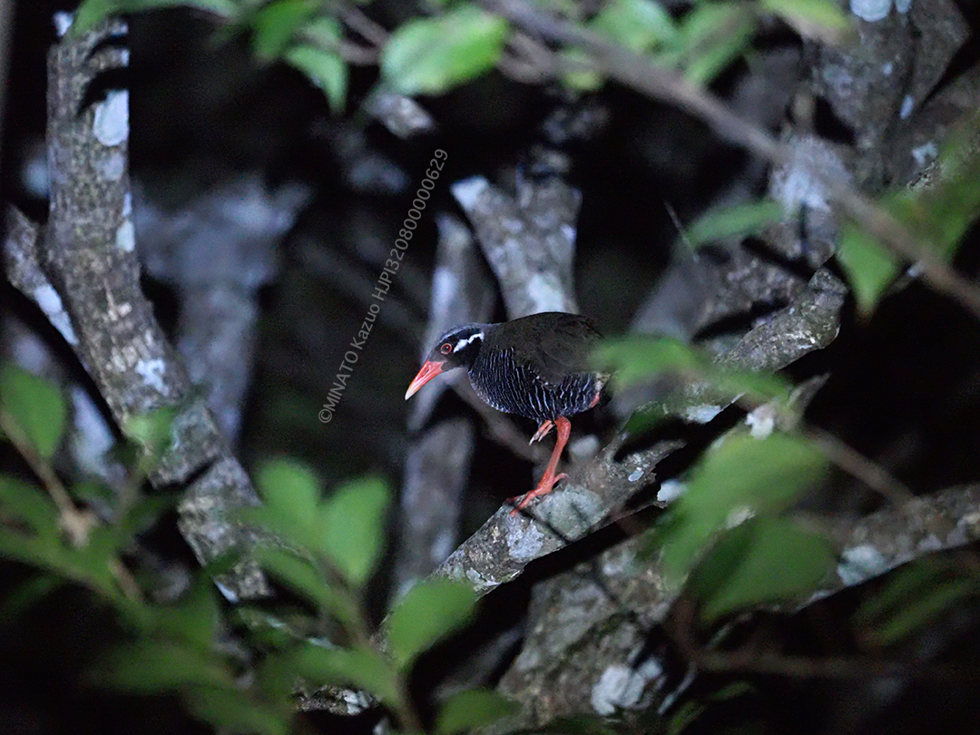 ヤンバルクイナ