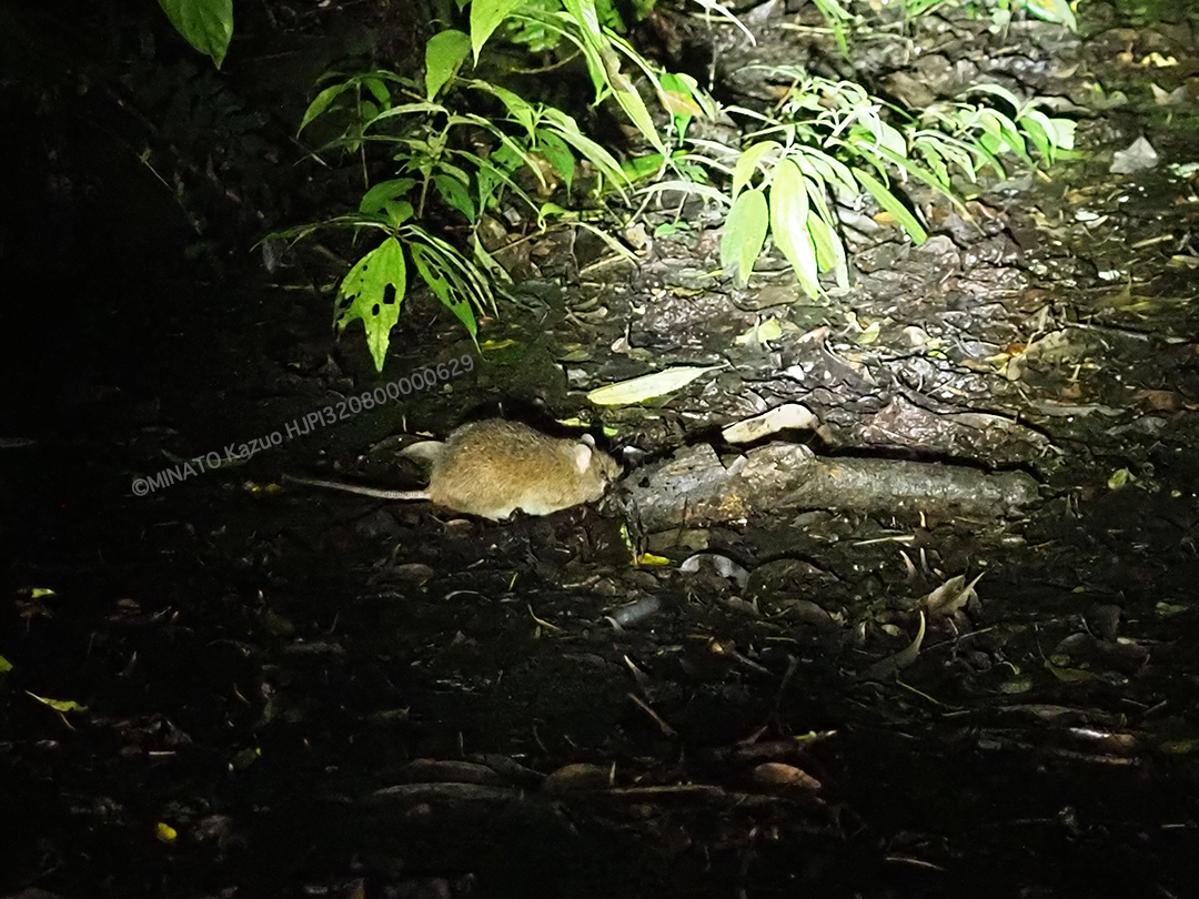 オキナワトゲネズミ