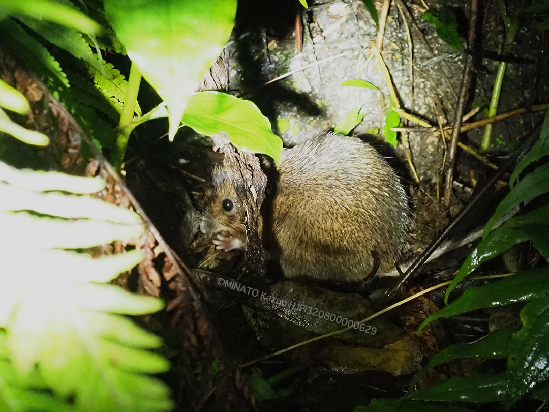 オキナワトゲネズミ
