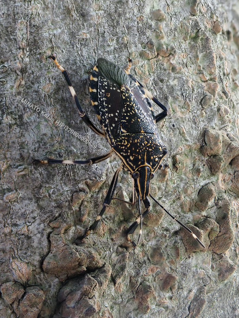 キマダラカメムシ