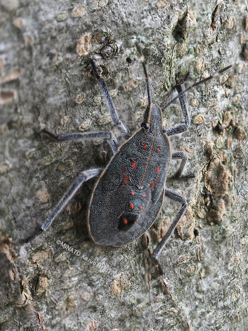 キマダラカメムシ