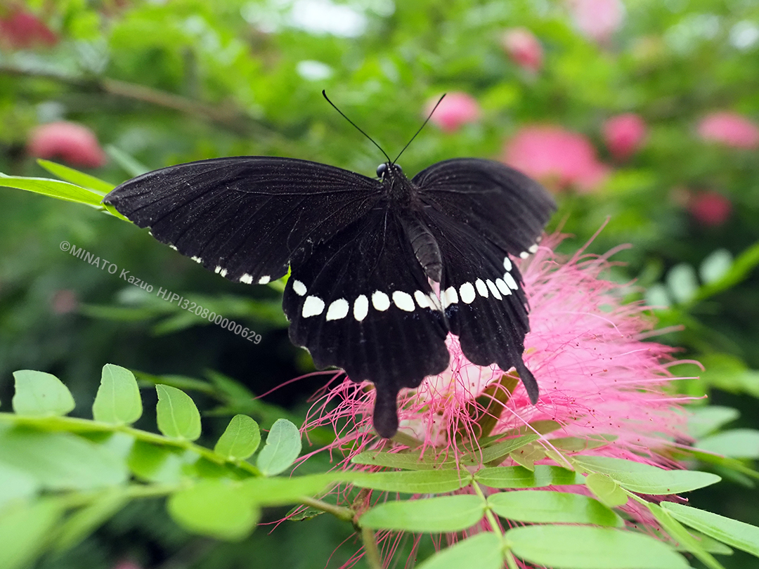 シロオビアゲハ