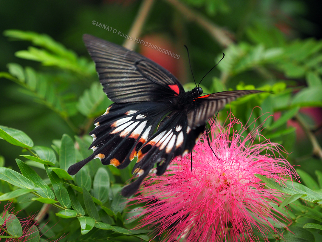 ナガサキアゲハ有尾型雌