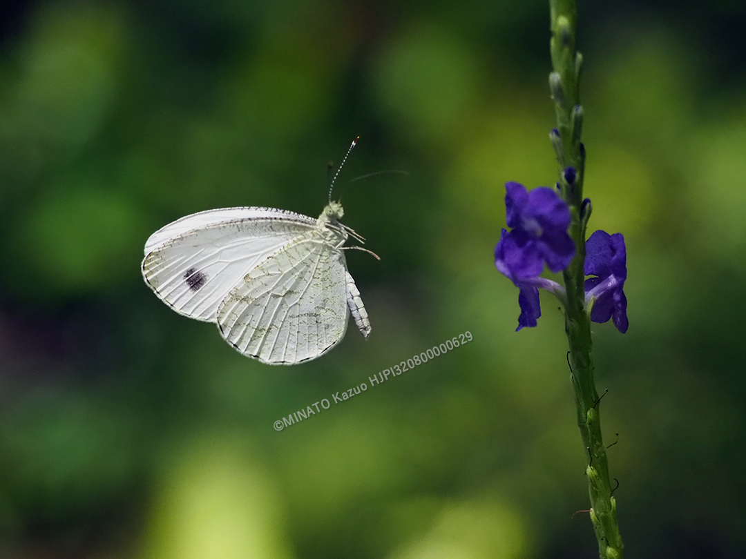 クロテンシロチョウ