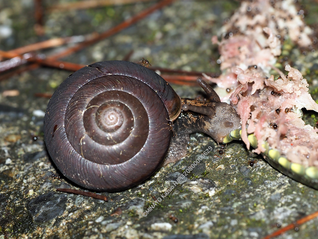 ヤンバルマイマイ