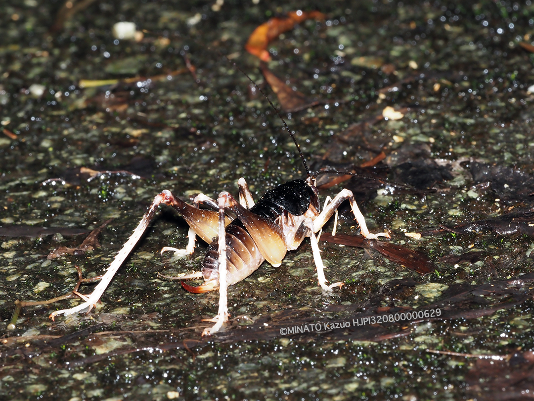 ヤンバルクロギリス