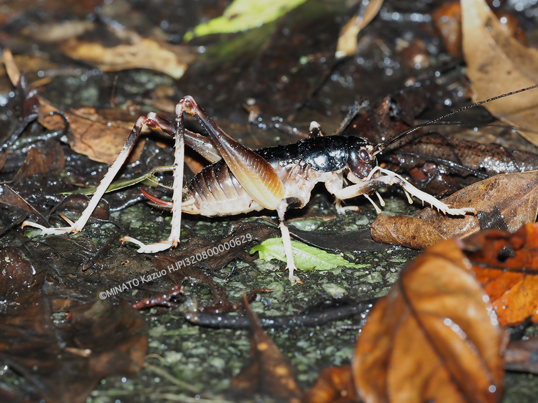 ヤンバルクロギリス