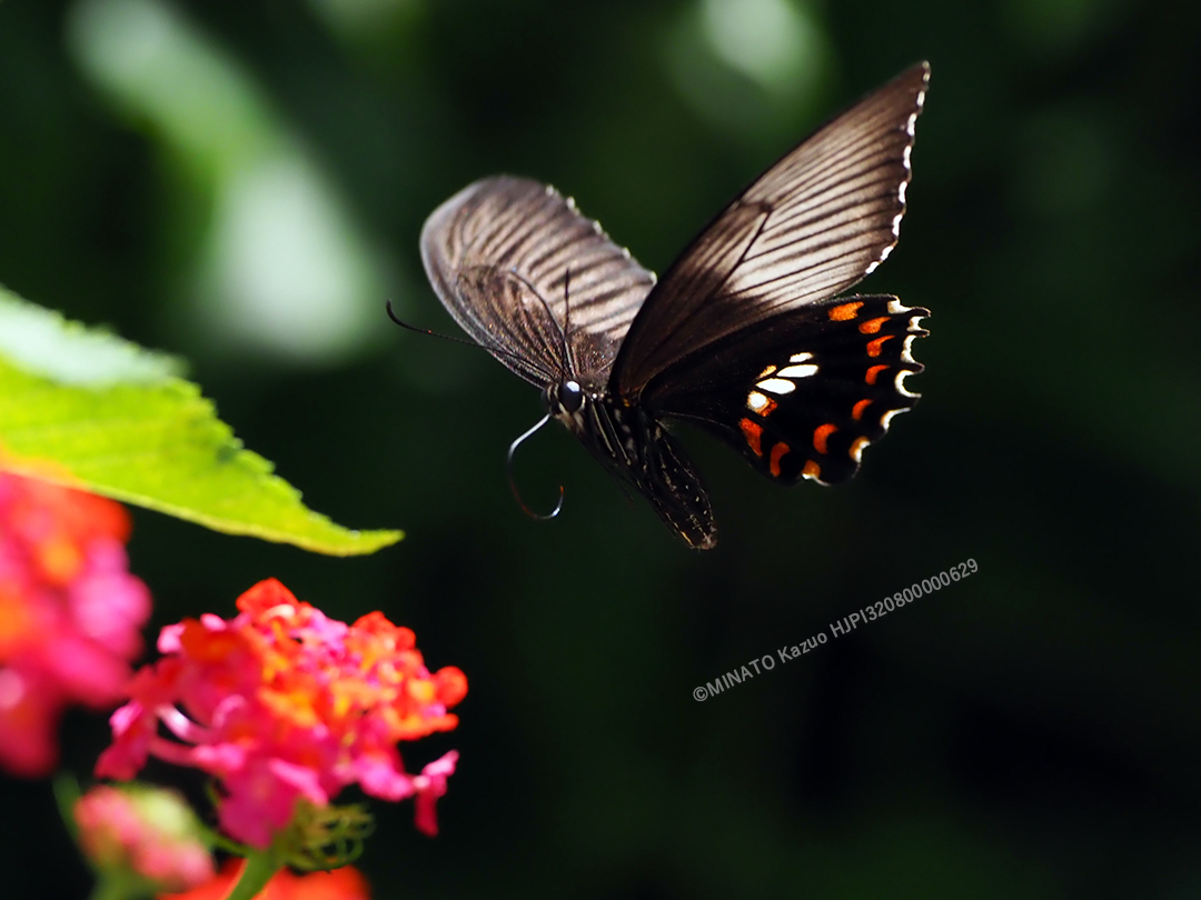 シロオビアゲハII型