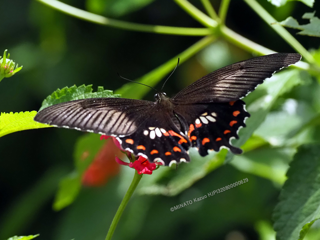 シロオビアゲハII型