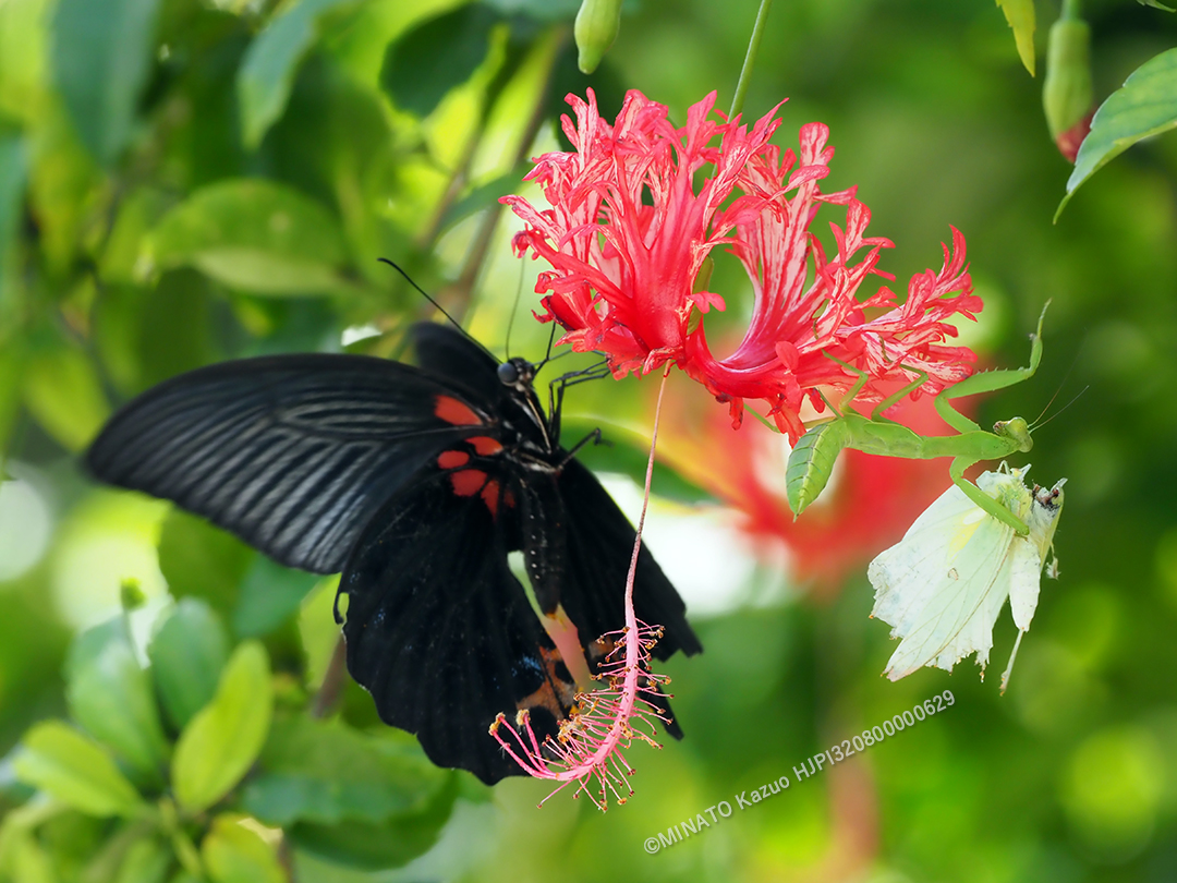 ナガサキアゲハ雄とハラビロカマキリ幼虫