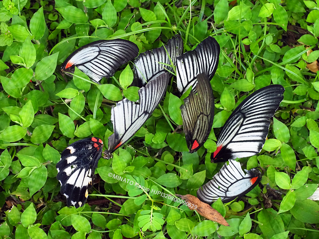 ナガサキアゲハ雌の翅