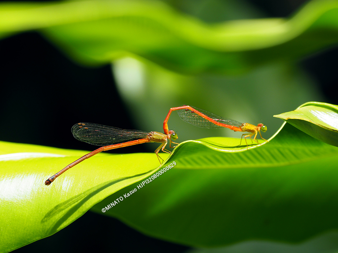リュウキュウベニイトトンボ