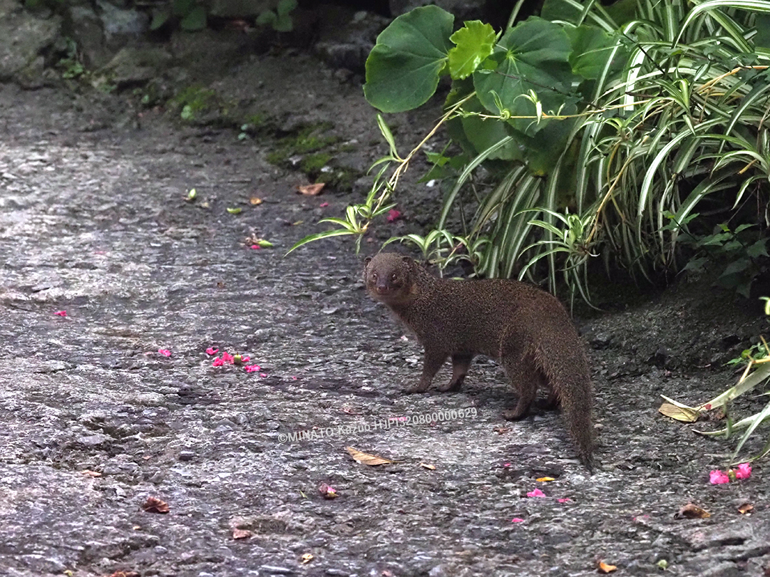 フイリマングース