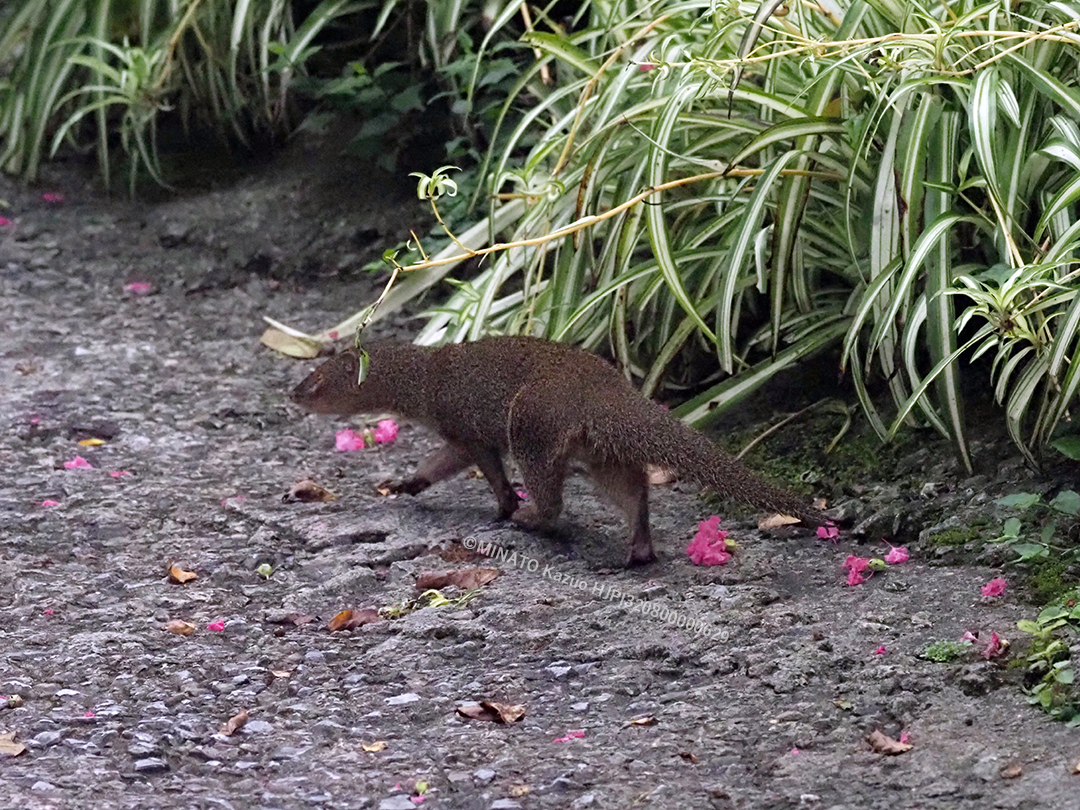 フイリマングース