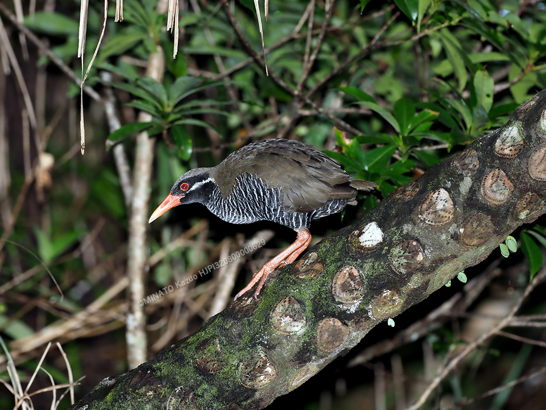 ヤンバルクイナ